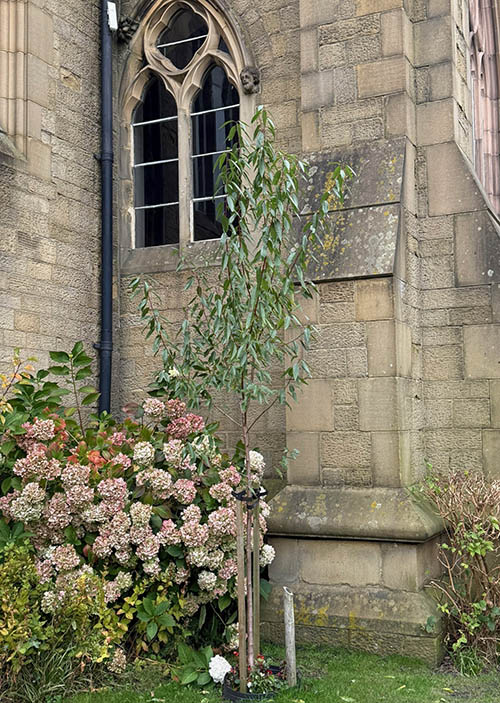 Almond Tree at the Bible Garden, Burnley