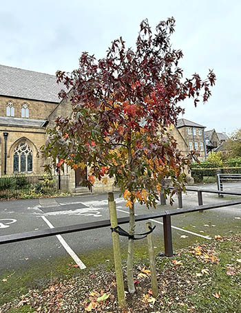 Amber Trees at the Bible Garden, Burnley