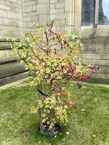 Amber Trees at the Bible Garden, Burnley