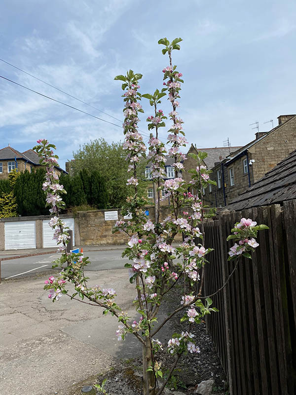 Apple Trees at the Bible Garden, Burnley