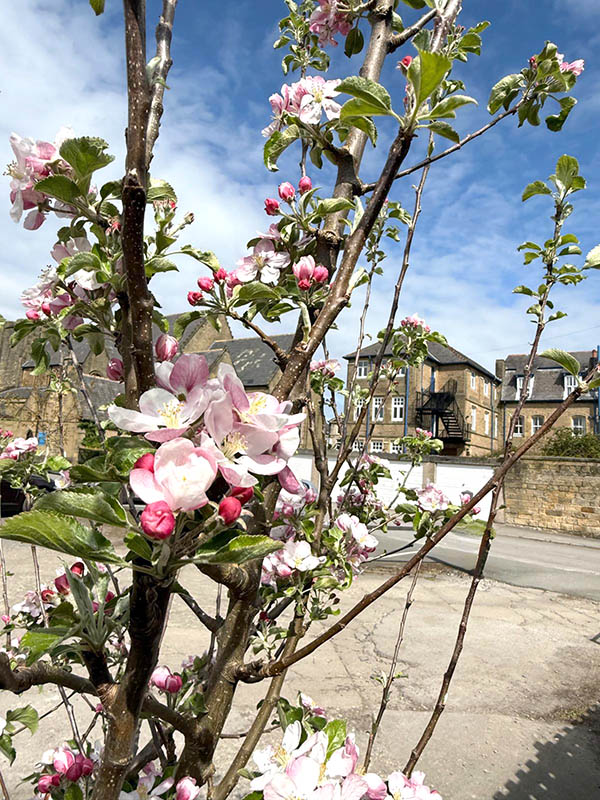 Apple Trees at the Bible Garden, Burnley