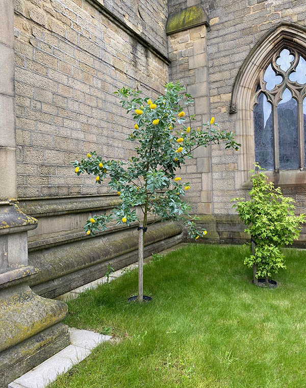 Broom Trees in the Bible Garden, Burnley