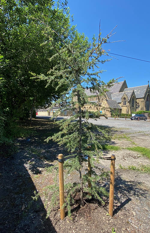 Cedar Trees at the Bible Garden, Burnley