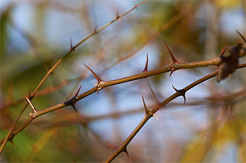 Christ Thorn tree at the Bible Garden, Burnley