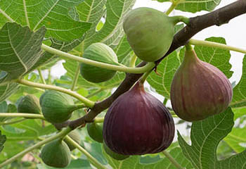 Fig Trees at the Bible Garden, Burnley