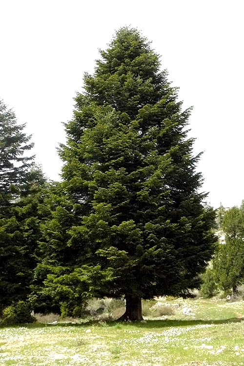 Fir Trees in the Bible Garden, Burnley