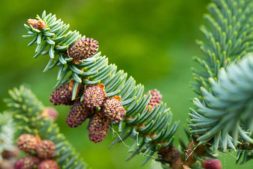 Fir Trees in the Bible Garden, Burnley