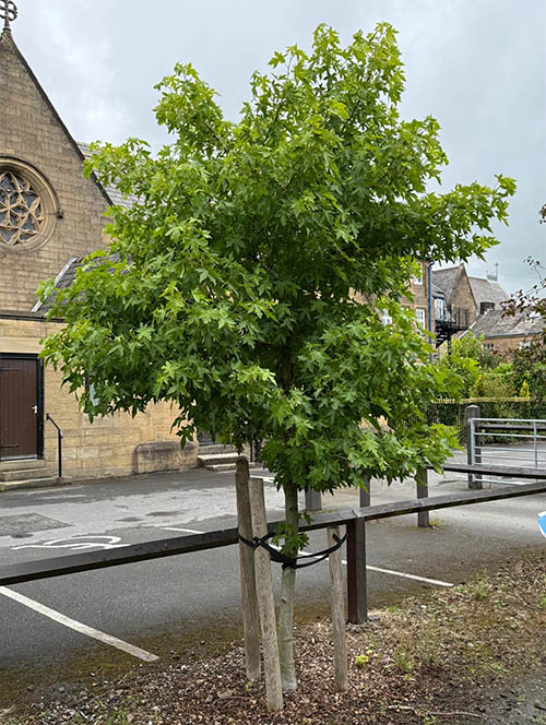 Incense Trees at the Bible Garden, Burnley