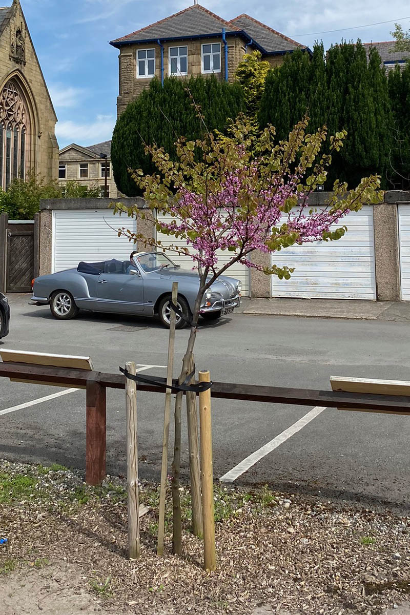 Judas Tree at the Bible Garden, Burnley