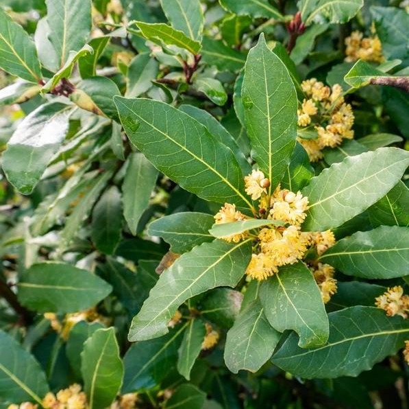 Laurel / Bay Trees in the Bible Garden, Burnley