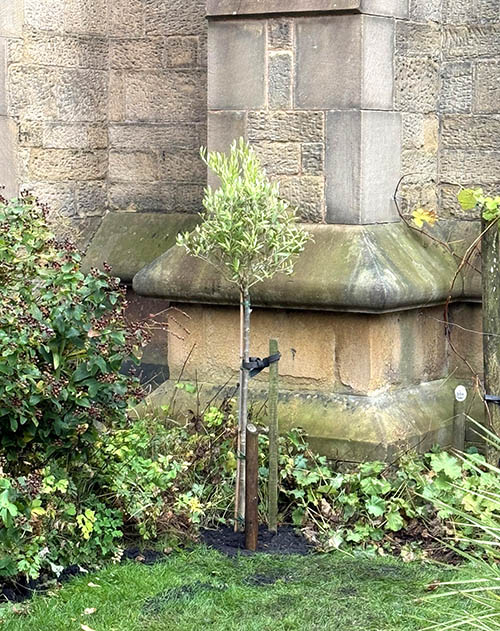 Olive trees at the Bible Garden, Burnley