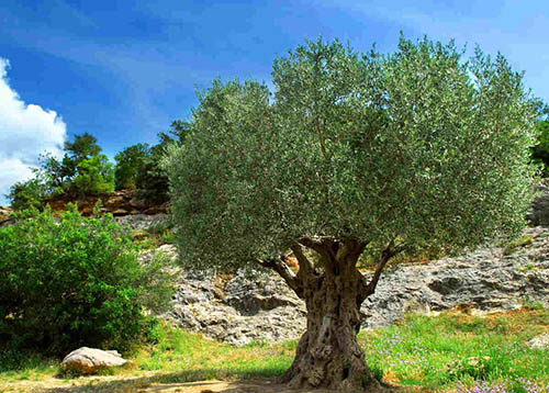 Olive trees at the Bible Garden, Burnley