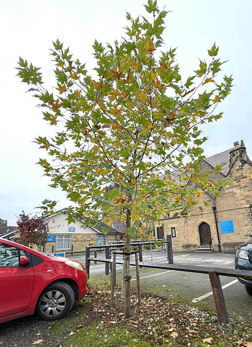 Plane Tree at the Bible Garden, Burnley