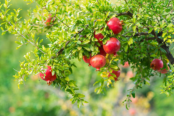 Pomegranates at the Bible Garden, Burnley