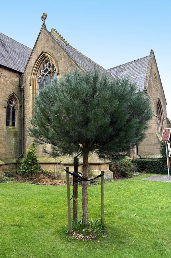Stone Pine Tree at the Bible Garden, Burnley